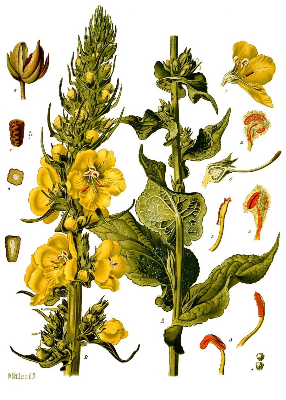 Verbascum phlomoides- коровяк лекарственный