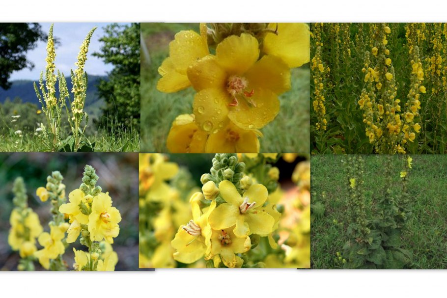 Verbascum densiflorum (коровяк скипетровидный)