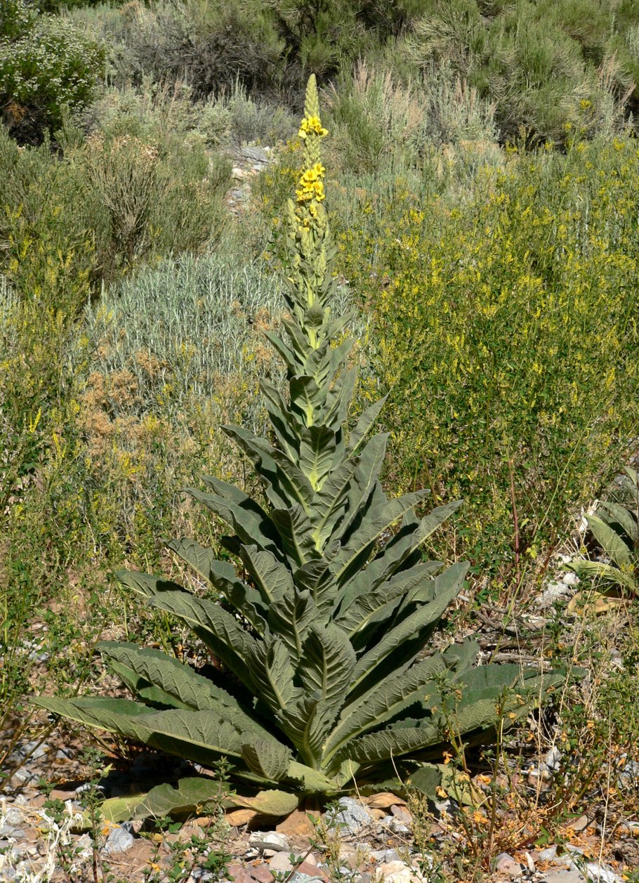 Коровяк Медвежье ухо ( Verbascum Thapsus l.)