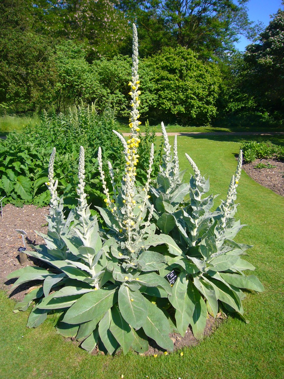 Коровяк Verbascum Dark Eyes
