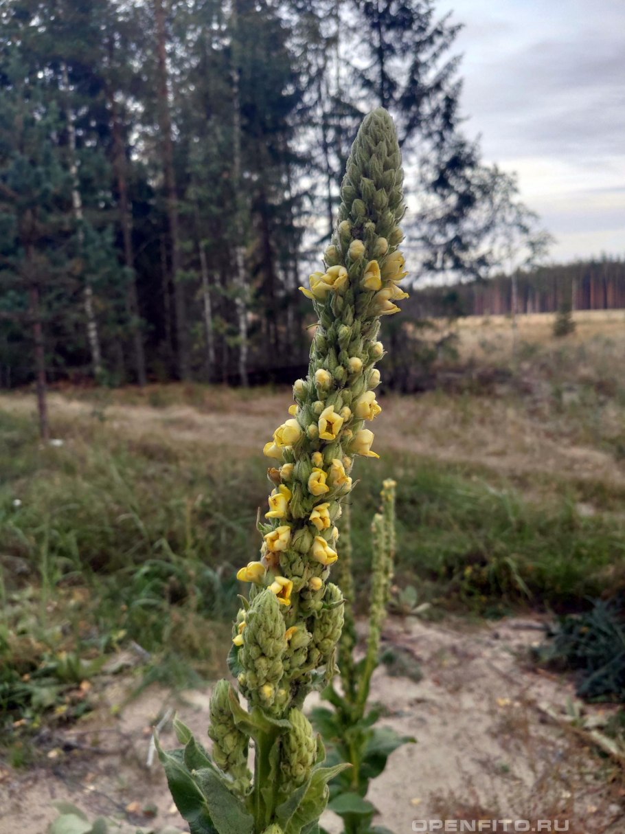 Коровяк Медвежье ухо ( Verbascum Thapsus l.)