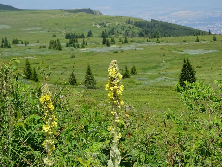 Коровяк длиннолистный (Verbascum longifolium)