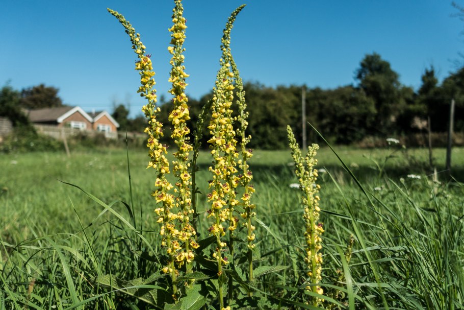 Verbascum Thapsus коровяк обыкновенный