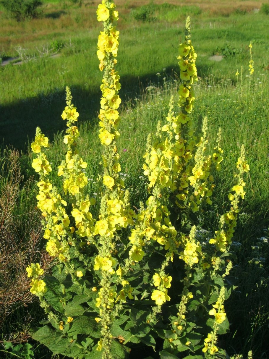 Коровяк (1 кг)