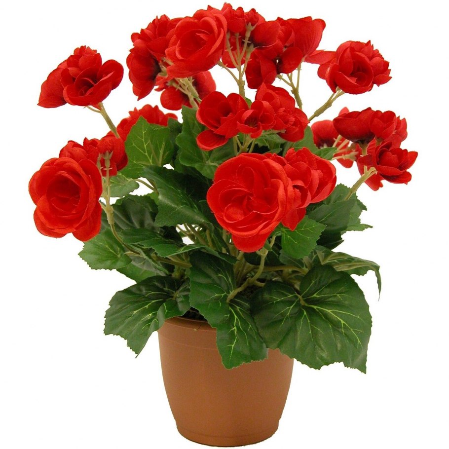 Бегония Элатиор красная