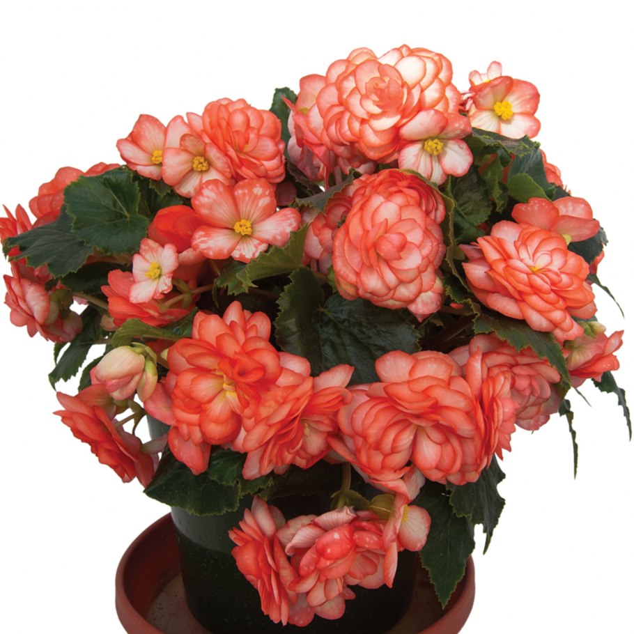 Бегония Фанданго