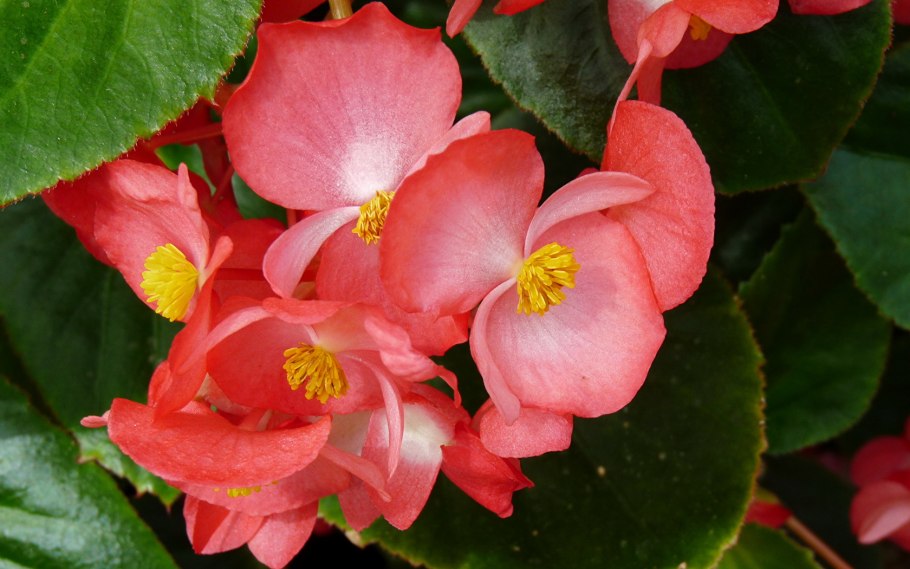 Бегунья цветок