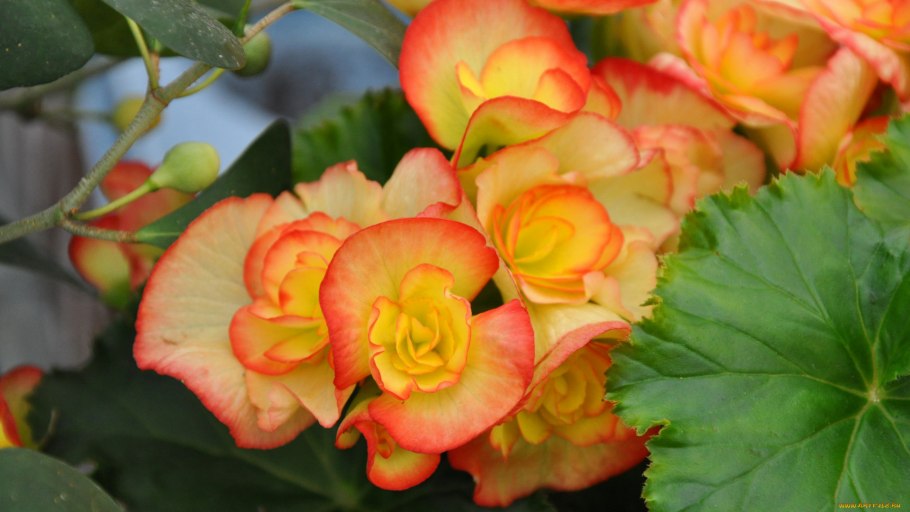 Цветок бегония клубневая