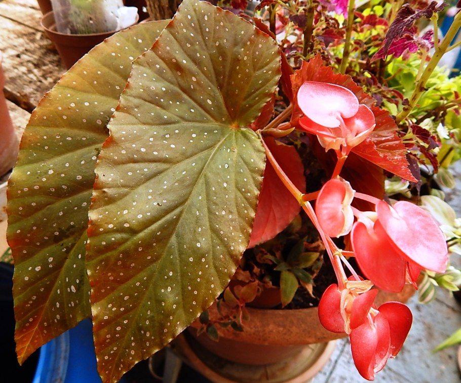 Бегония круглолистная