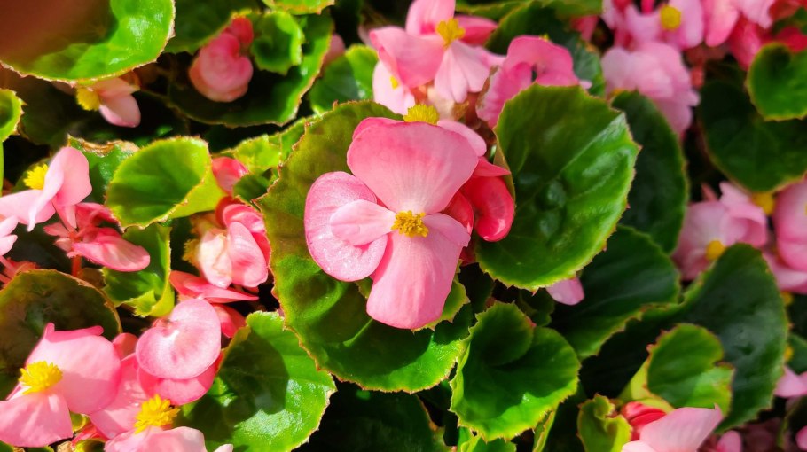 Королевская бегония вечноцветущая
