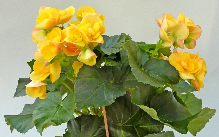 Бегония клубневая махровая