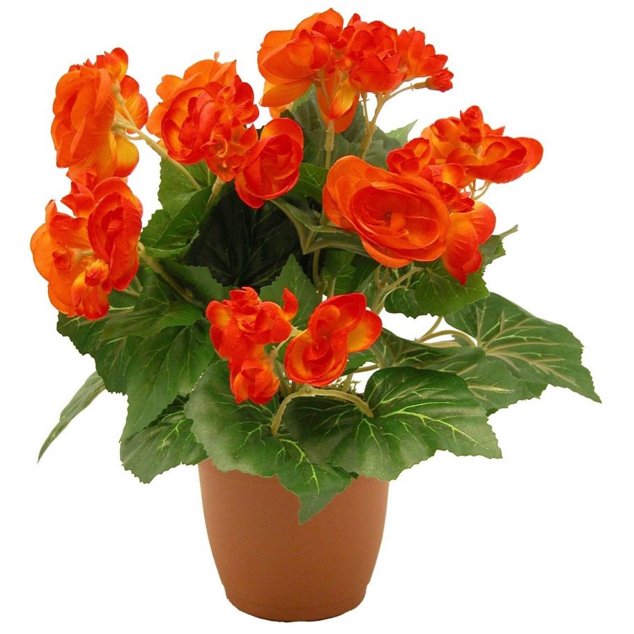 Бегунья цветок