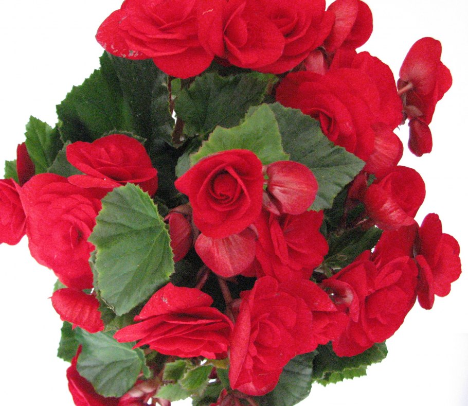 Бегония Элатиор Clara