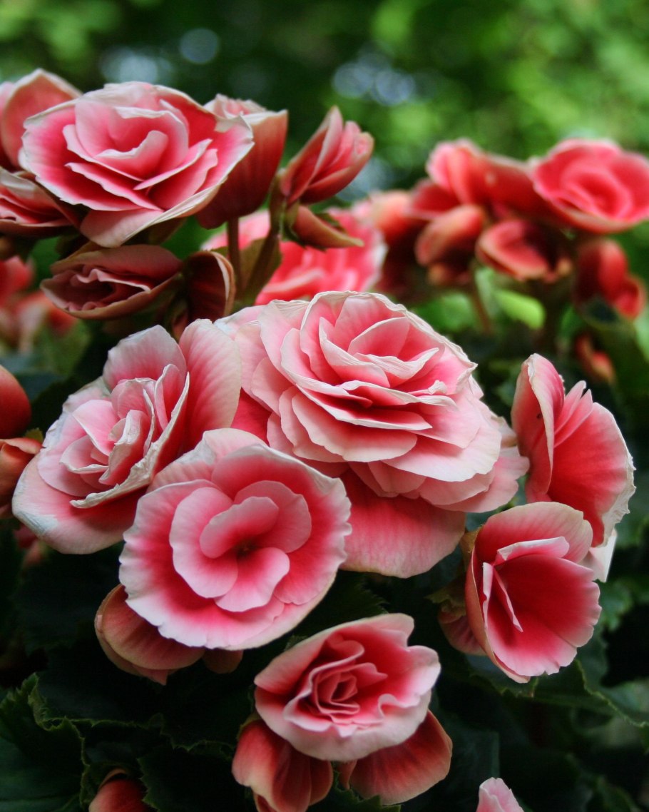 Бегония бегония