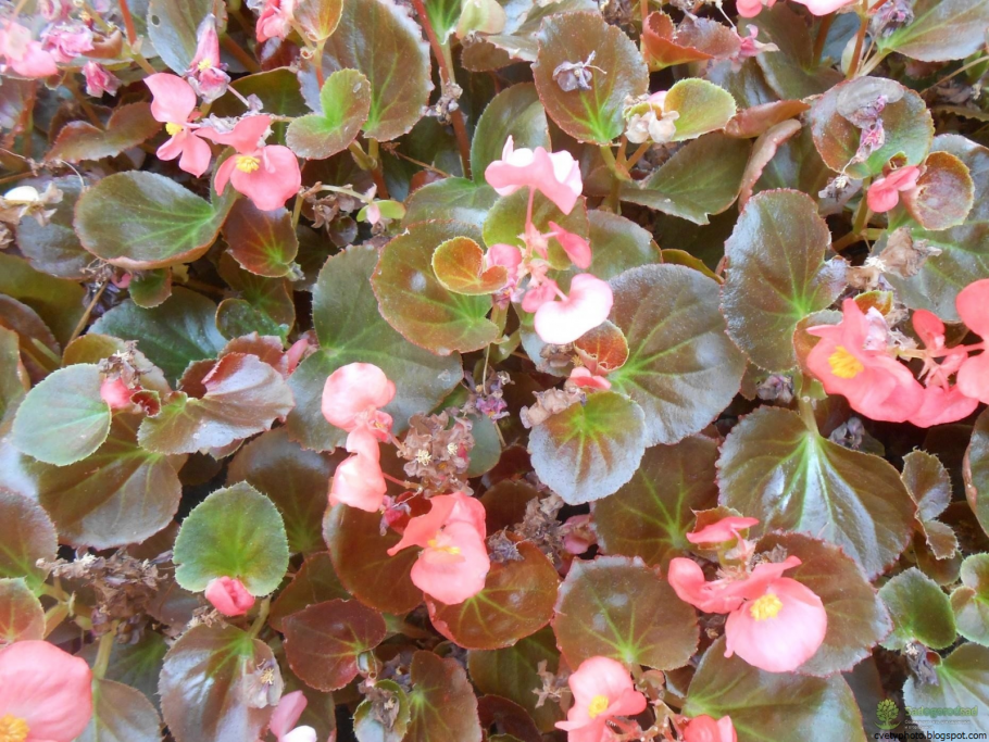 Бегония Кувшиновидная