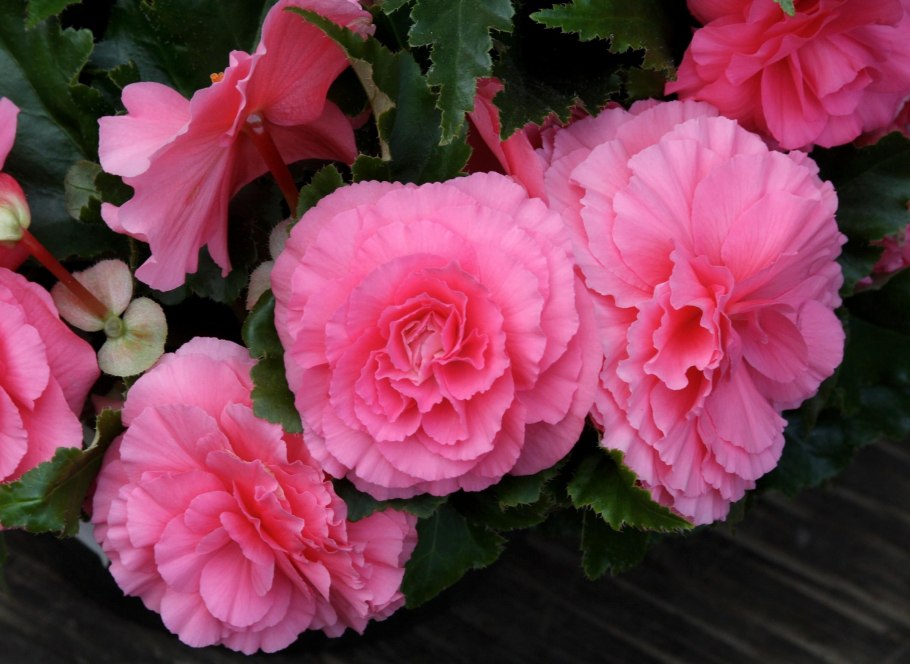 Бегония клубневая