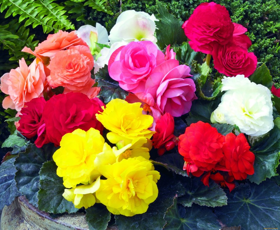 Бегония клубневая