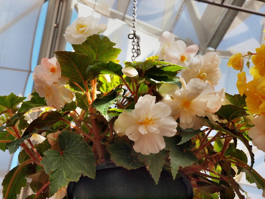 Бегунья цветок