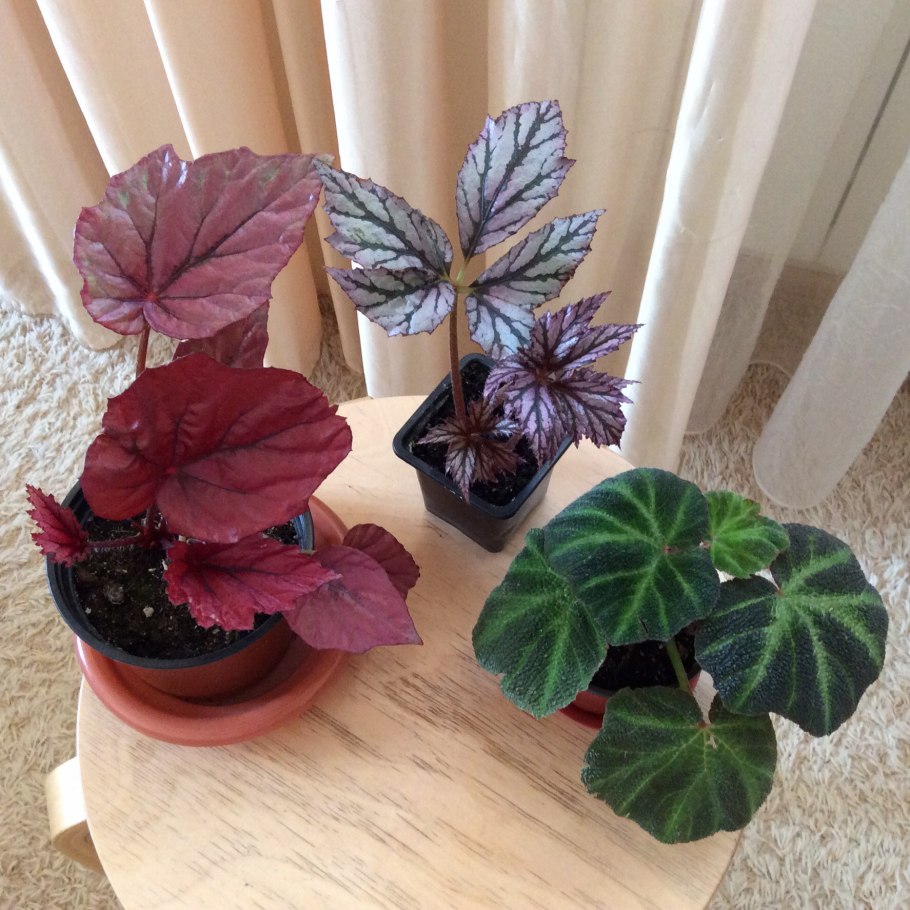 Бегония Элатиор