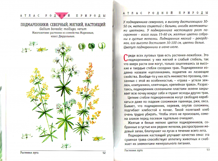 Подмаренник настоящий описание. Растение подмаренник Северный. Подмаренник Луговой. Подмаренник Северный подмаренник настоящий. Подмаренник трава, описание.