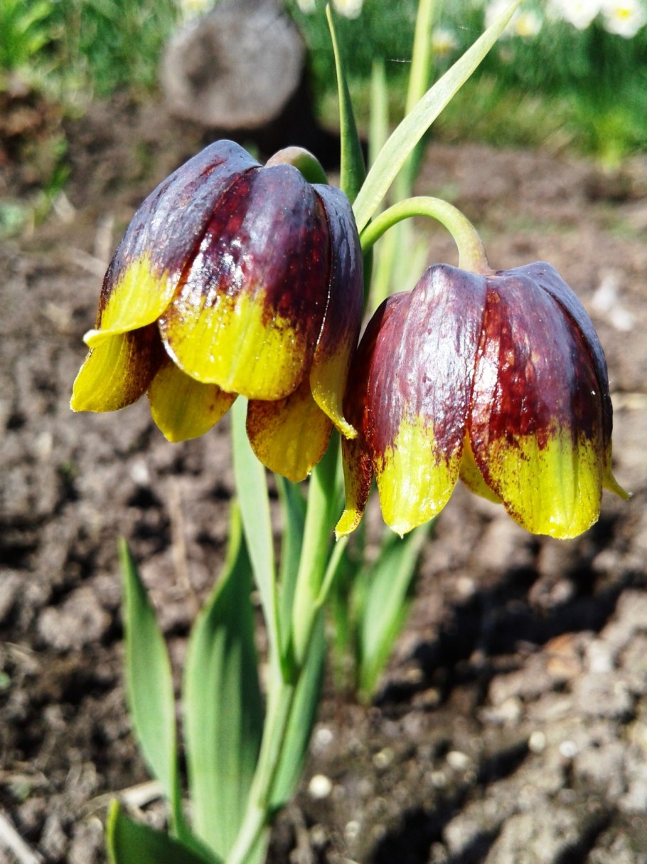 Цветок фритиллярия рябчик