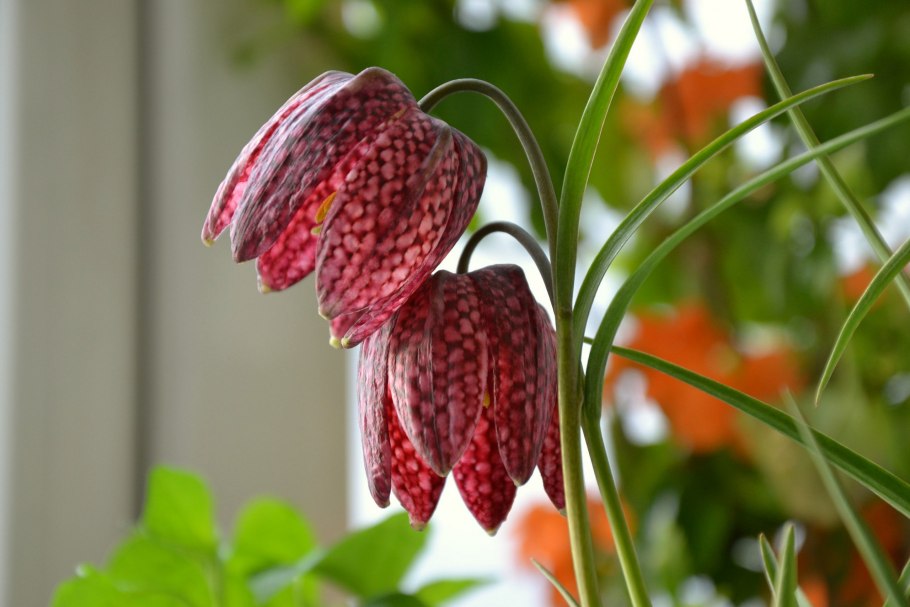 Фритиллярия Аврора