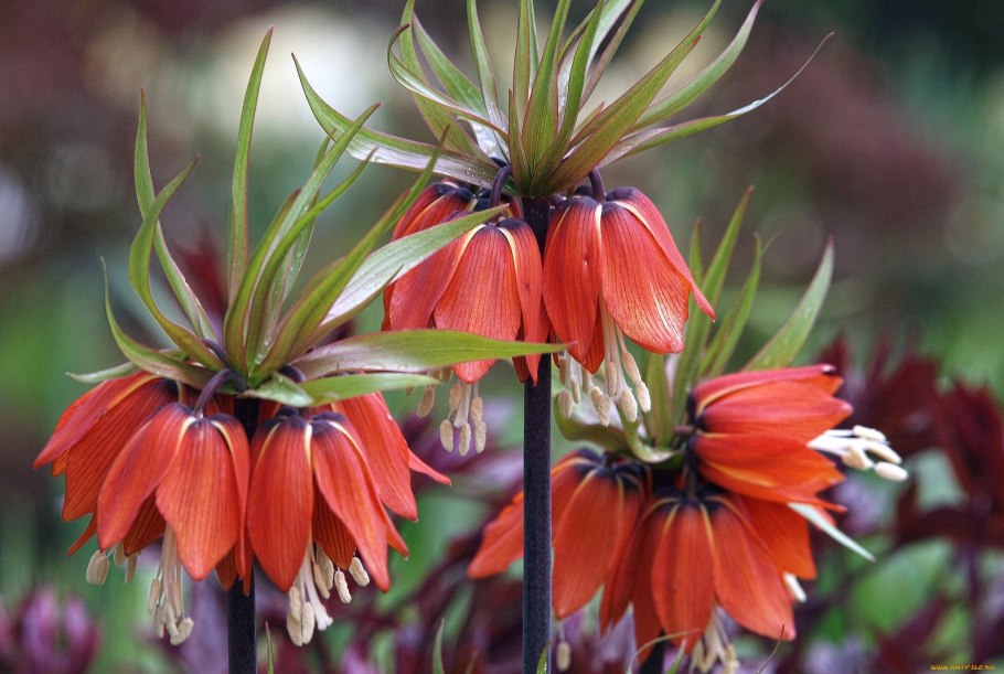 Рябчик Императорский Королевский