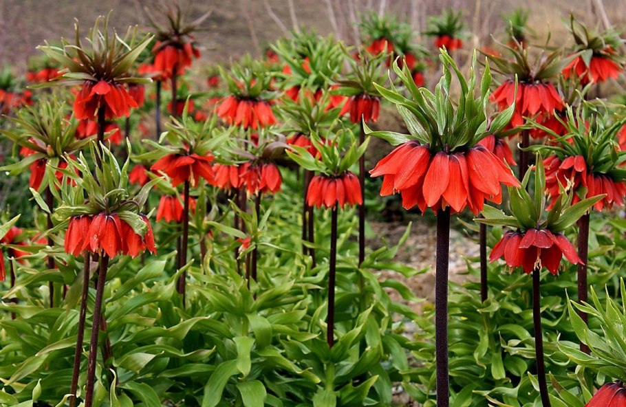 Рябчик Императорский (Королевская корона)