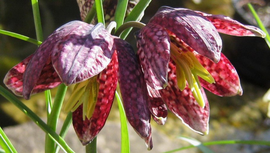 Фритиллярия Императорская