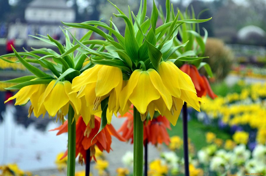 Рябчик фритиллярия