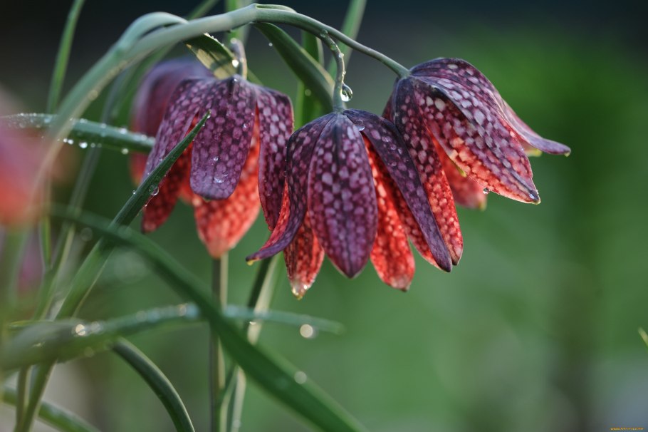 Рябчик шахматный Fritillaria meleagris