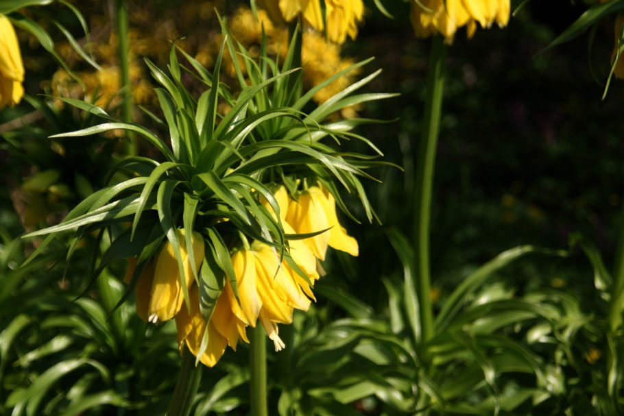 Рябчик русский