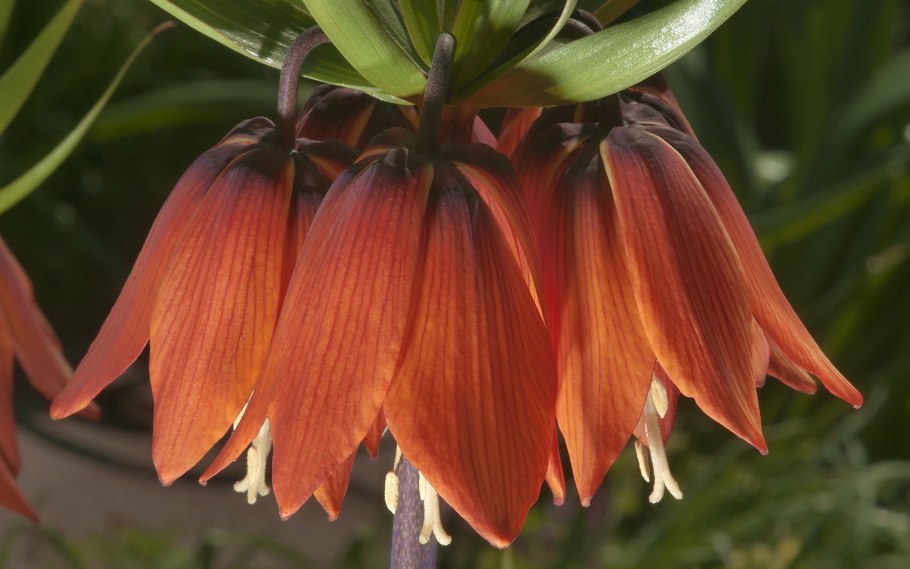 Цветок фритиллярия рябчик