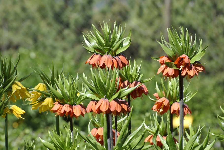 Книфофия в кашпо в квартире