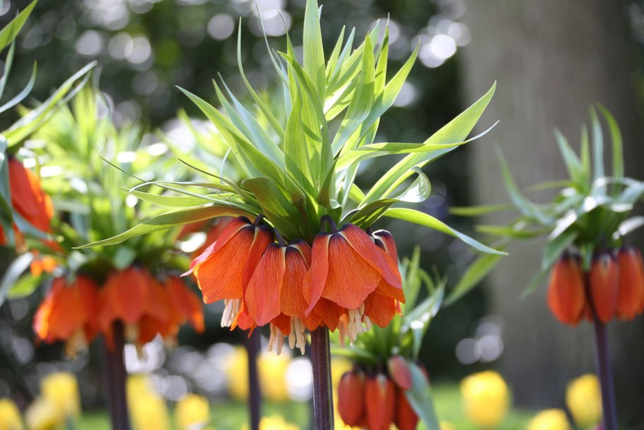 Рябчик императорский лютея