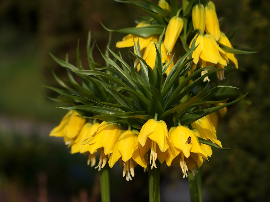 Рябчик желтый