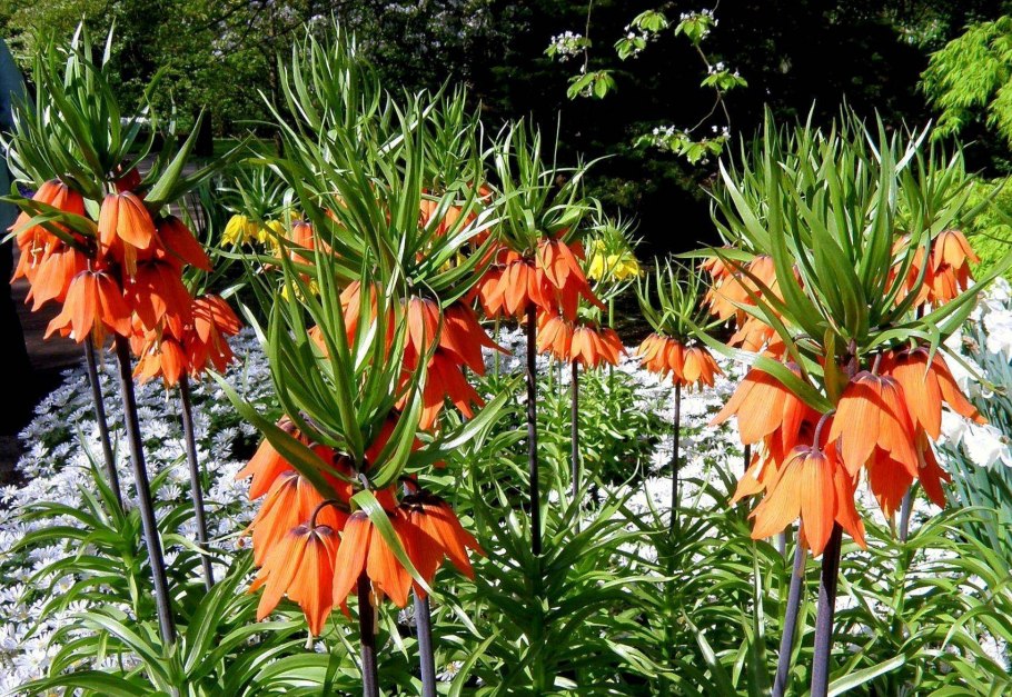 Рябчик Императорский