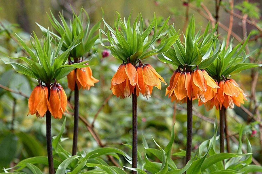 Рябчик Императорский (фритиллярия)