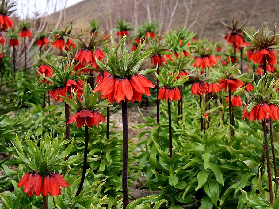 Цветок рябчик Императорский