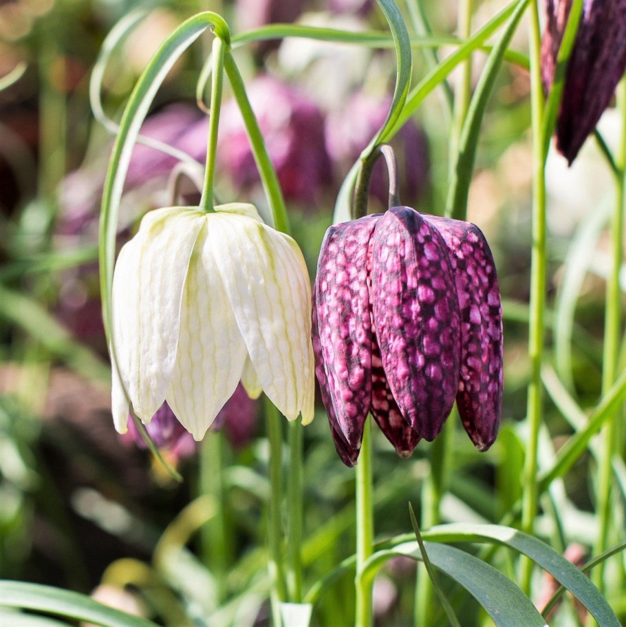 Рябчик шахматный Fritillaria meleagris