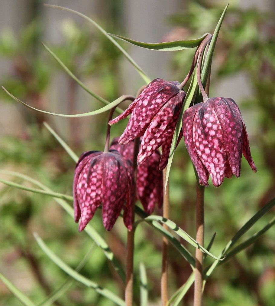 Фритиллярия meleagris