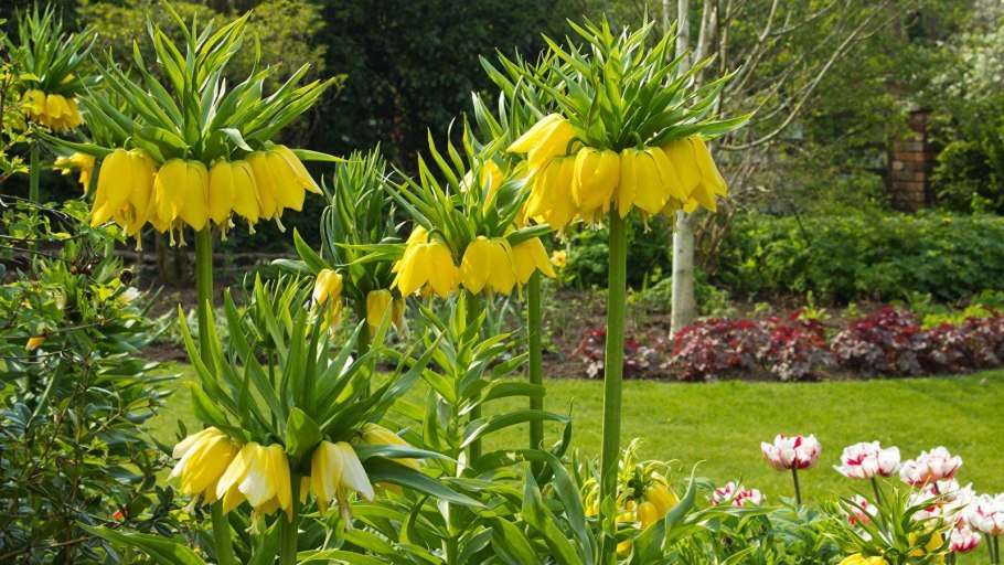 Рябчик Императорский (фритиллярия)