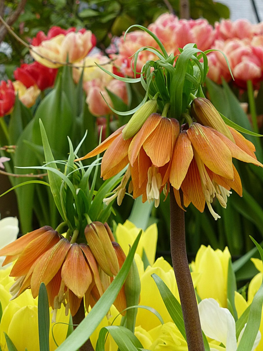 Фритиллярия мелеагрис