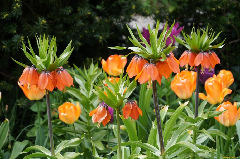 Рябчик Императорский Striped Beauty