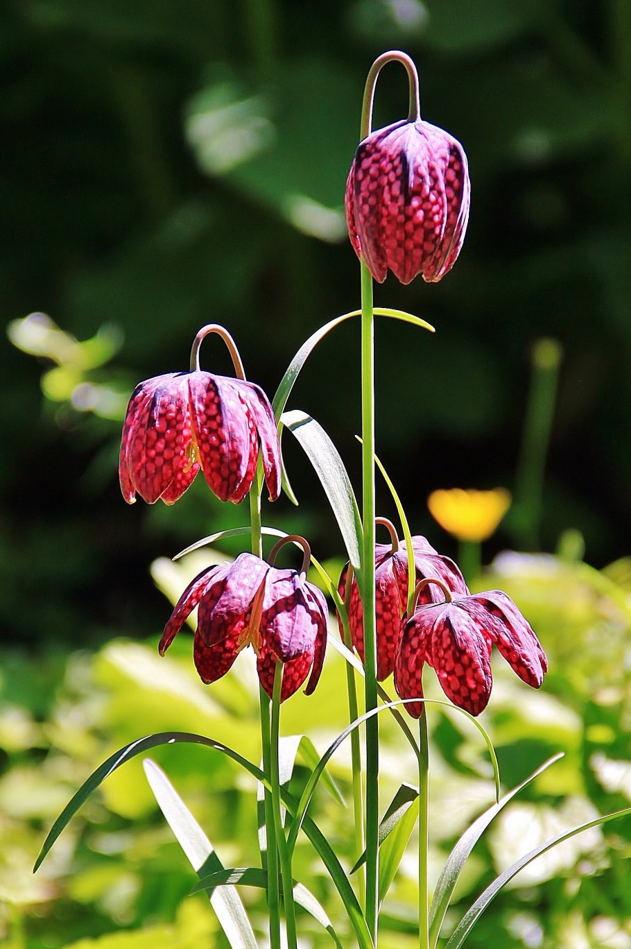 Рябчик шахматный Fritillaria meleagris