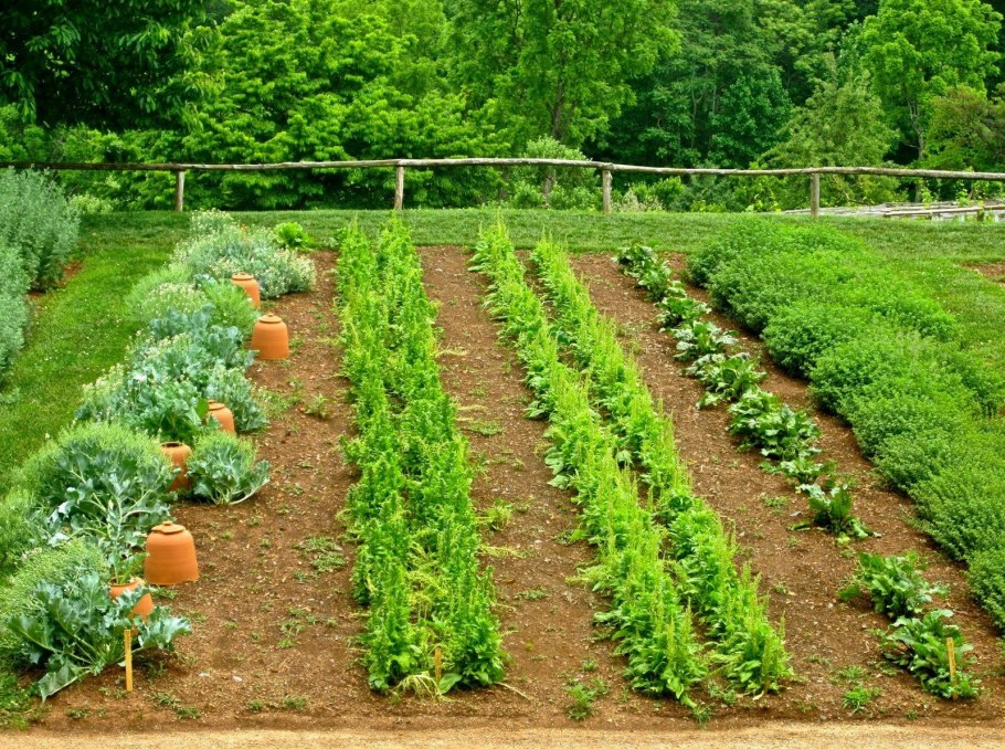 Елизавета Тихонова агроном