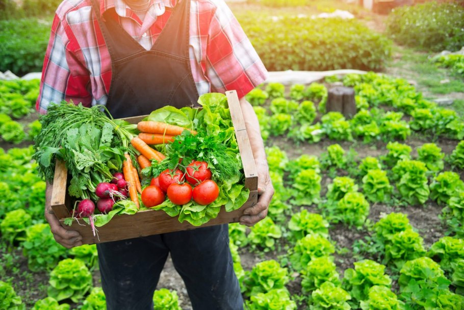 Овощи на огороде