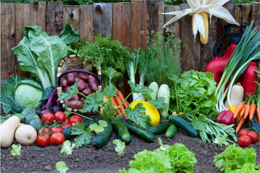 Сад и огород. Урожай