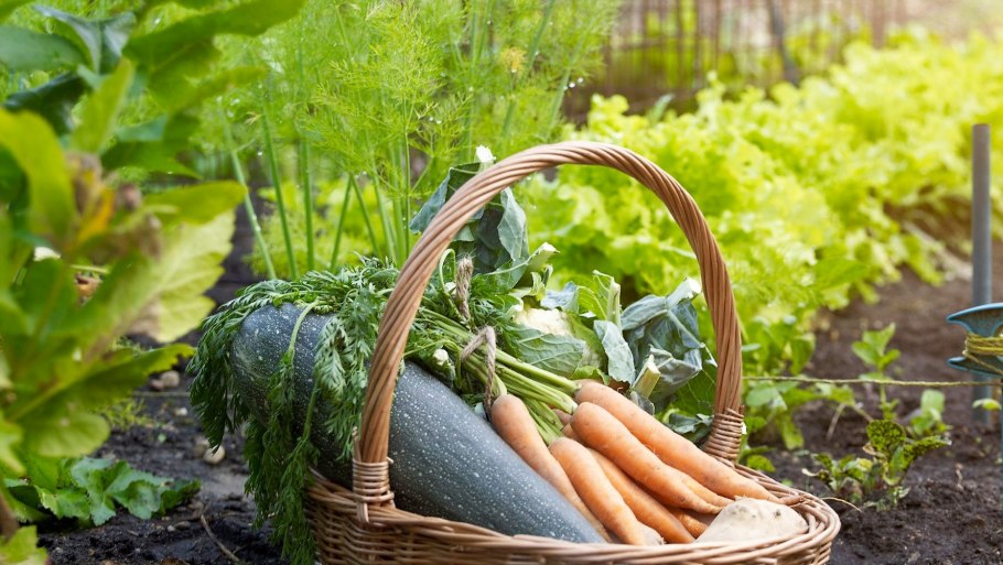 Красивые грядки с овощами