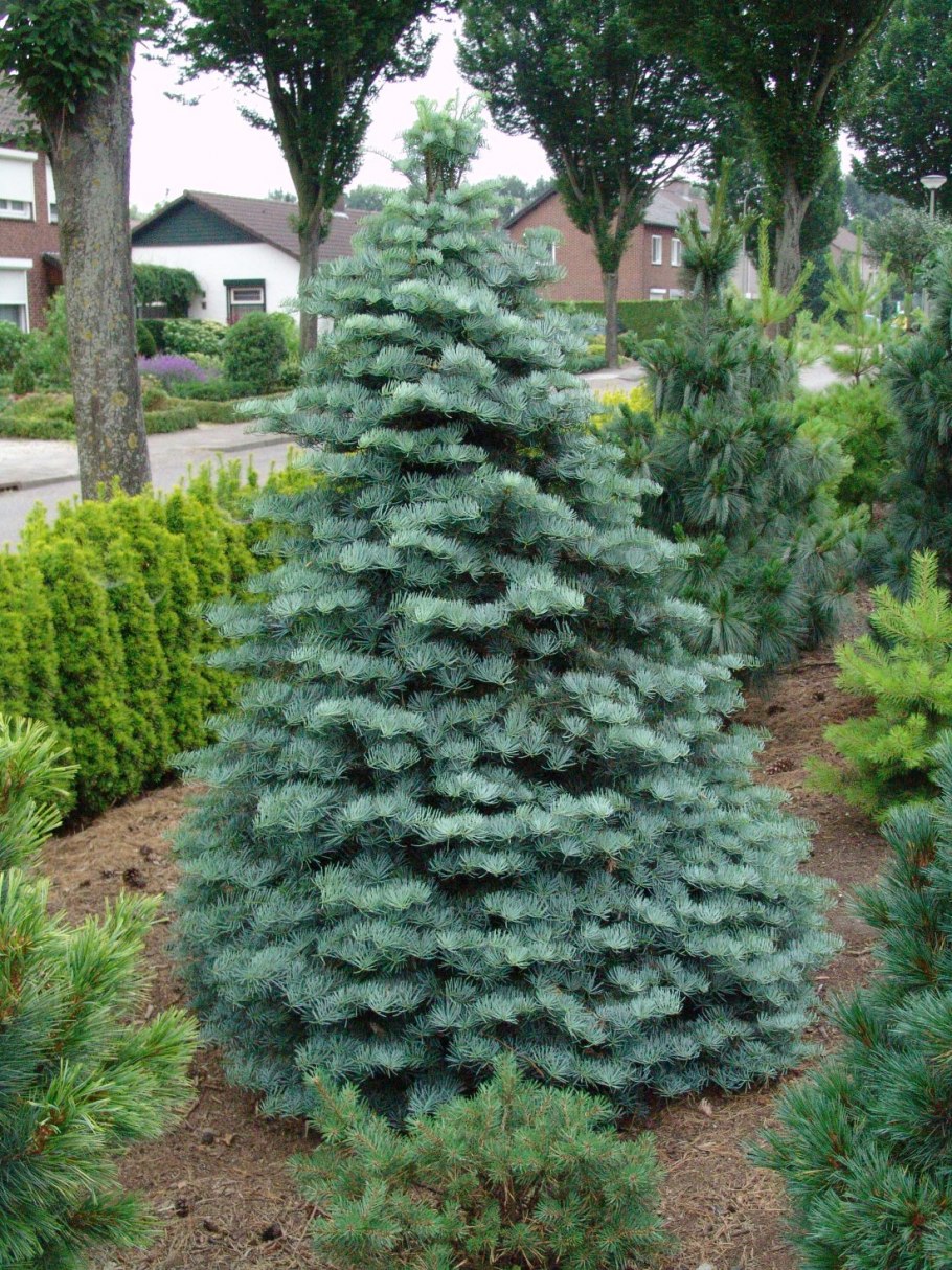 Пихта одноцветная Abies concolor